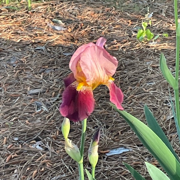 Meet your Posher - Picture 6 of 6